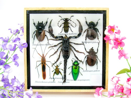 Insectes exotiques réel - insectes,