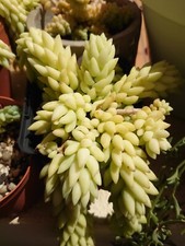 Sedum Morganianum succulentes 