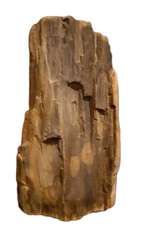 Bois fossilisé france 9 cm - 9,