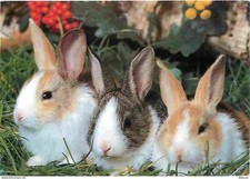 Animaux - Lapins - CPM - Voir