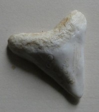 feve  Midgard Club de plongée