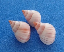 Coquillage de collection: Littorina coccinea AO (x3) (Polynésie, Littorinidae)