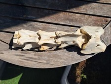 Lot de 4 vertèbres cervicales de cerf élaphe ; Cervus elaphus