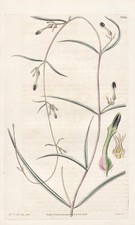 Ceropegia Lushii Indes Orientales Botanique Gravure Cuivre Curtis 3300