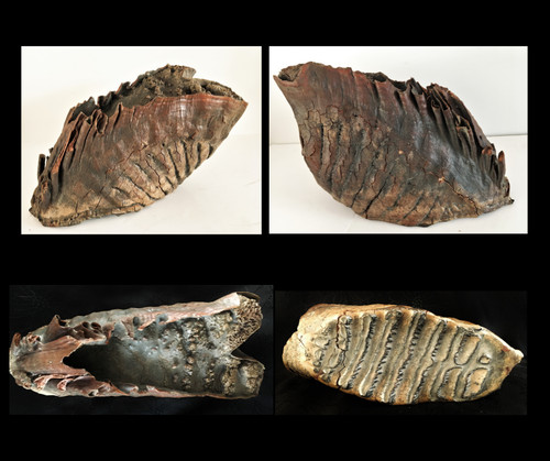 Dent fossile 28 - ,