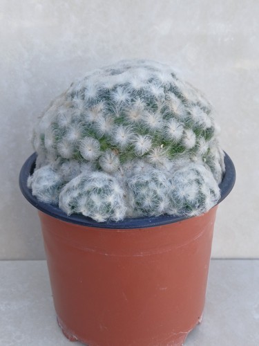 Mammillaria plumosa cactus - mammillaria,