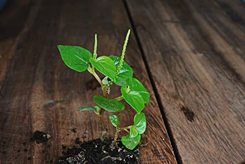 1000 crab claw seeds hạt - 1000+,