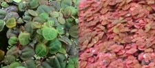 phyllanthus fluitans x5 plante