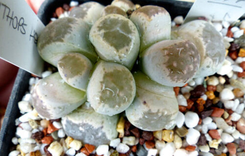 Graines lithops - de,