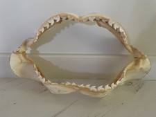 Mâchoire de Requin Tigre