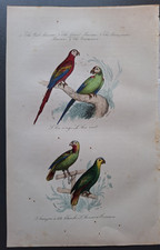 Gravure oiseau 19° rehaussé
