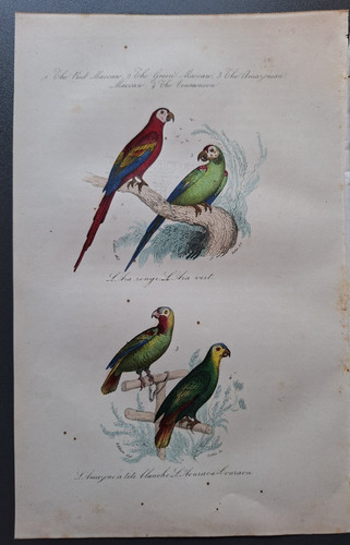 Gravure oiseau rehaussé - gravure,