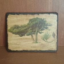 Planche Botanique Pin D'alep
