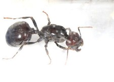 fourmis Messor Barbarus :: reine