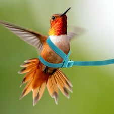  Harnais Perroquet Accessoires De Laisse D'entraînement Des Oiseaux