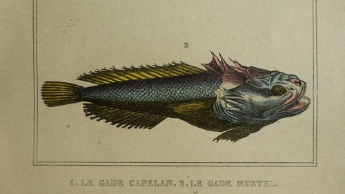 Gravure poissons xixè - gravure,