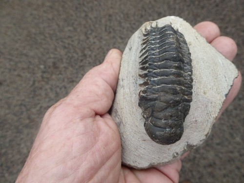 Trilobite crotalocephalus - trilobite,