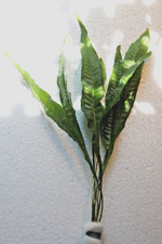 Microsorum Pteropus, Fougère