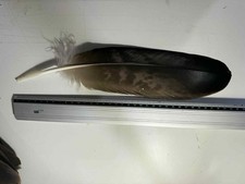 Plume D’aigle Royal 