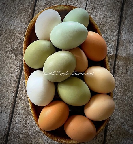 Rainbow mix hatching - rainbow, eggs