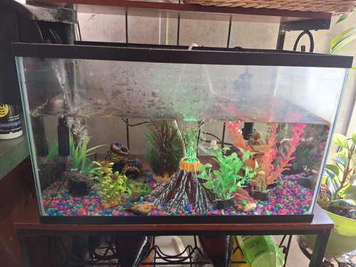 Fish tank decorations and - fish,
