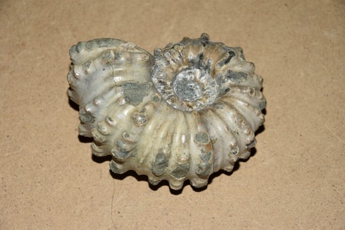 Ammonite douvilleiceras - ammonite,