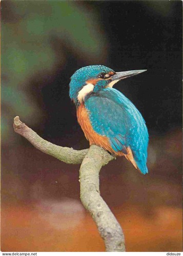 Carte postale animaux - carte,