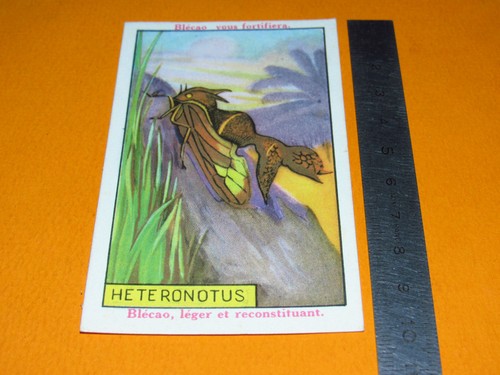 Chromo 1920 1930 - chromo, bledine