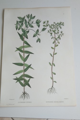 Planche botanique gravée - botanique,