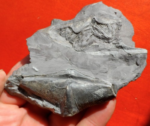 Brachiopodes devoniens - brachiopodes,