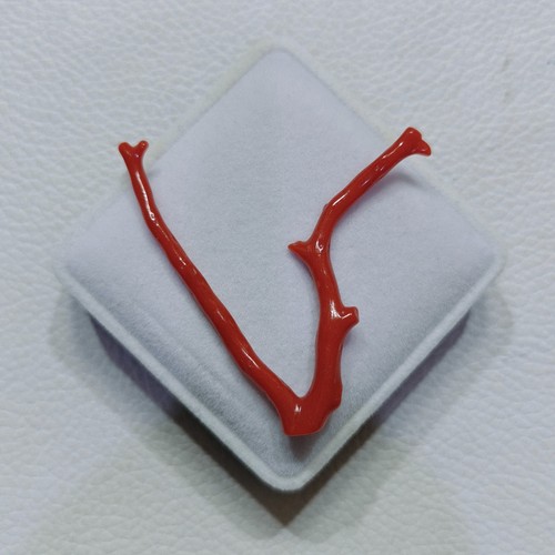 Véritable branche corail - branche, de