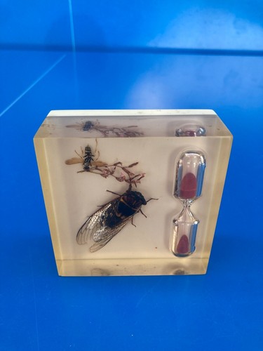 Résine inclusion insectes - résine,