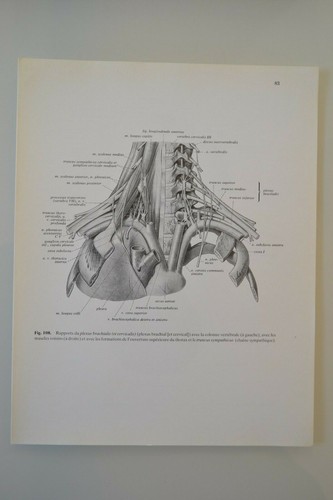Planche anatomie humaine - planche, d'anatomie