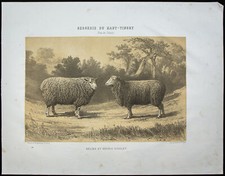 1873 bélier mouton - -, bélier,