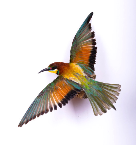 Taxidermy bird bee eater - bird, real