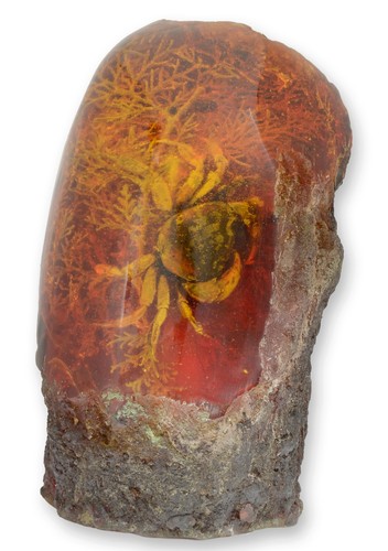Fossile artificiel ambre - un,