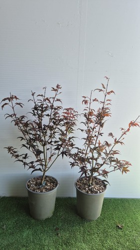 Vase balai acer - vase, palmatum