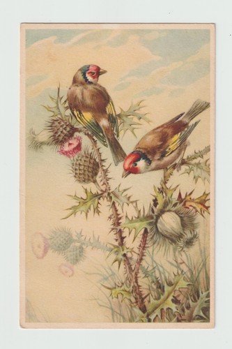 Oiseaux chardonnerets cpa - ,