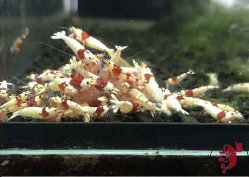 Lot crevettes - lot, de