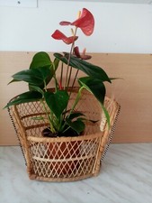 PANIER CACHE POT  EN OSIER FORME DE FAUTEUIL EMMANUELLE  sans la fleur