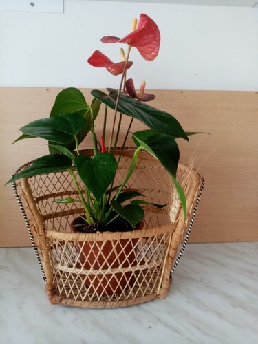 Panier cache pot - pot, en