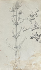 Dessin ancien original fleur