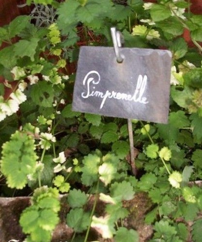 Pimprenelle sanguisorba - pimprenelle, -sanguisorba