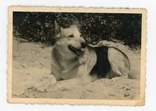 PHOTO SNAPSHOT 1960, DOG / CHIEN un berger allemand sur la plage