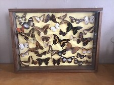 TABLEAU CADRE PAPILLONS TAXIDERMIE COLLECTION CABINET DE CURIOSITES 