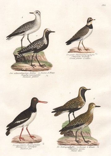 Kiebitz lapwing pluvier - kiebitz,
