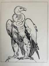 Paul JOUVE Gravure ART DECO