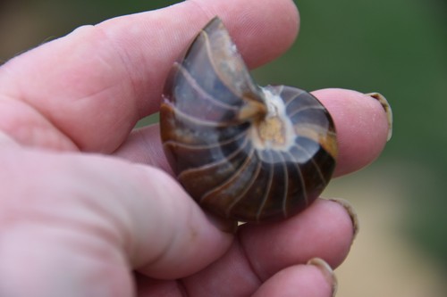 Cymatoceras sakalavus albien - cymatoceras,