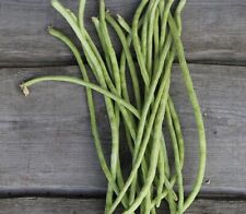 Haricot À Rames Kilomètre Dolique | 50 Graines | Très Long Vigoureux