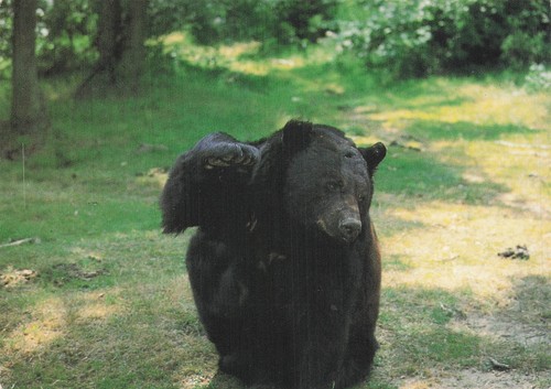 Annonay safari parc - annonay,